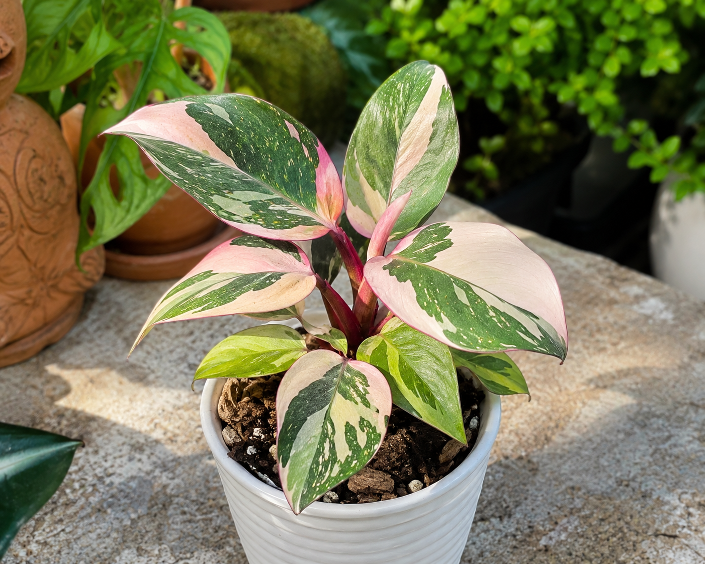 Philodendron Florida Beauty