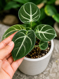 Anthurium Clarinervium
