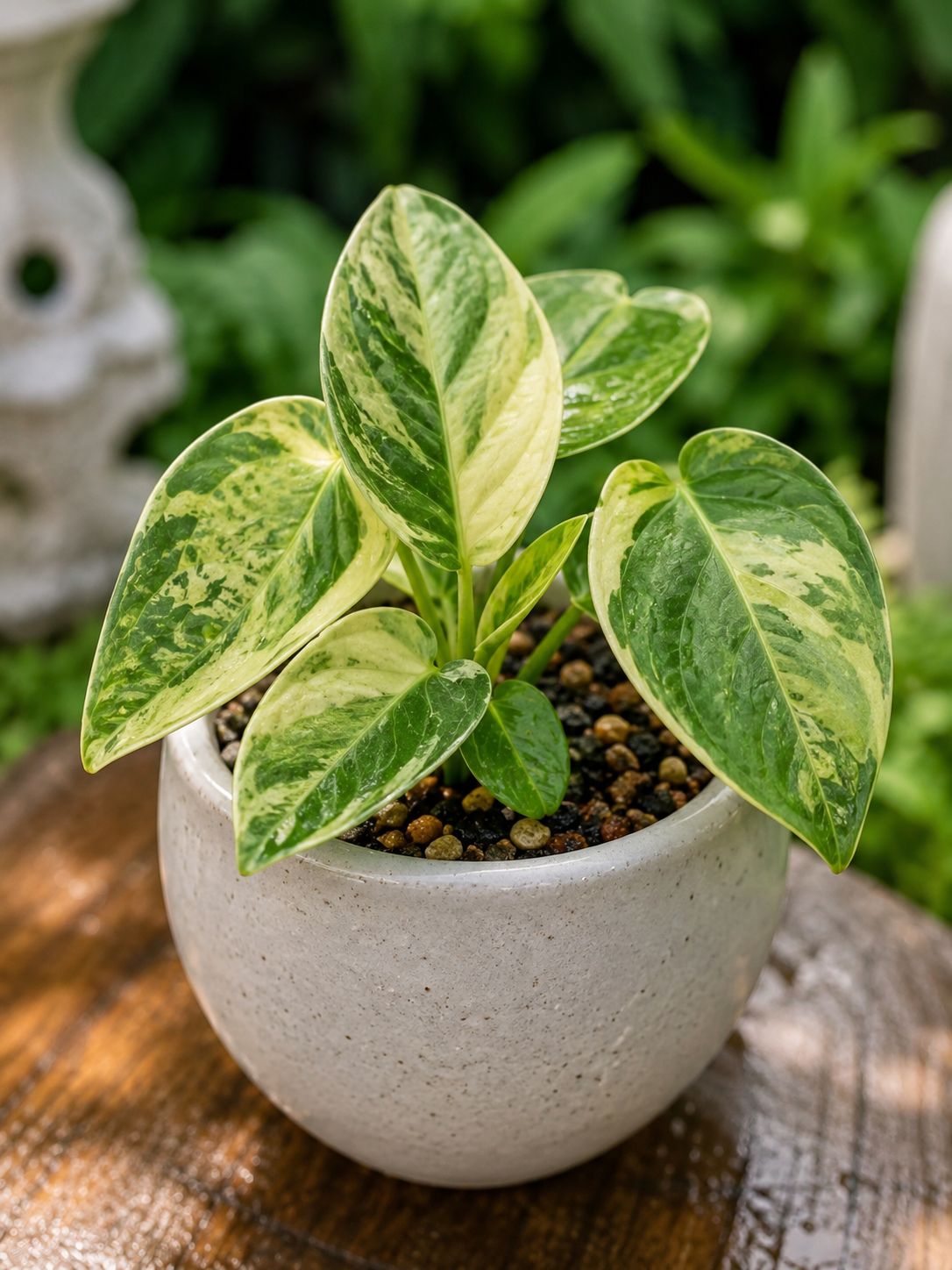 Anthurium Vittarifolium Variegated