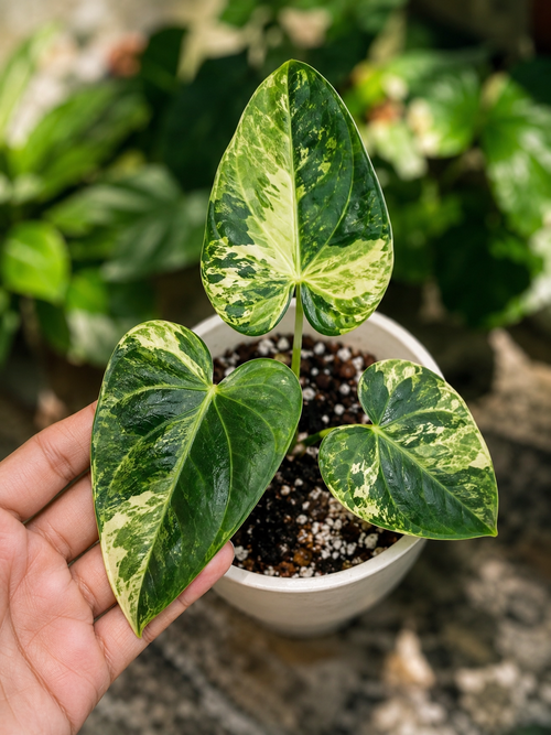 Anthurium Brownii Variegated Large