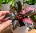Philodendron Pink Princess