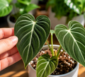 Philodendron Gloriosum