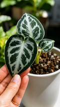 Anthurium King Of Spades Butterflay