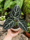 Anthurium Pappi Legend X Luxurians