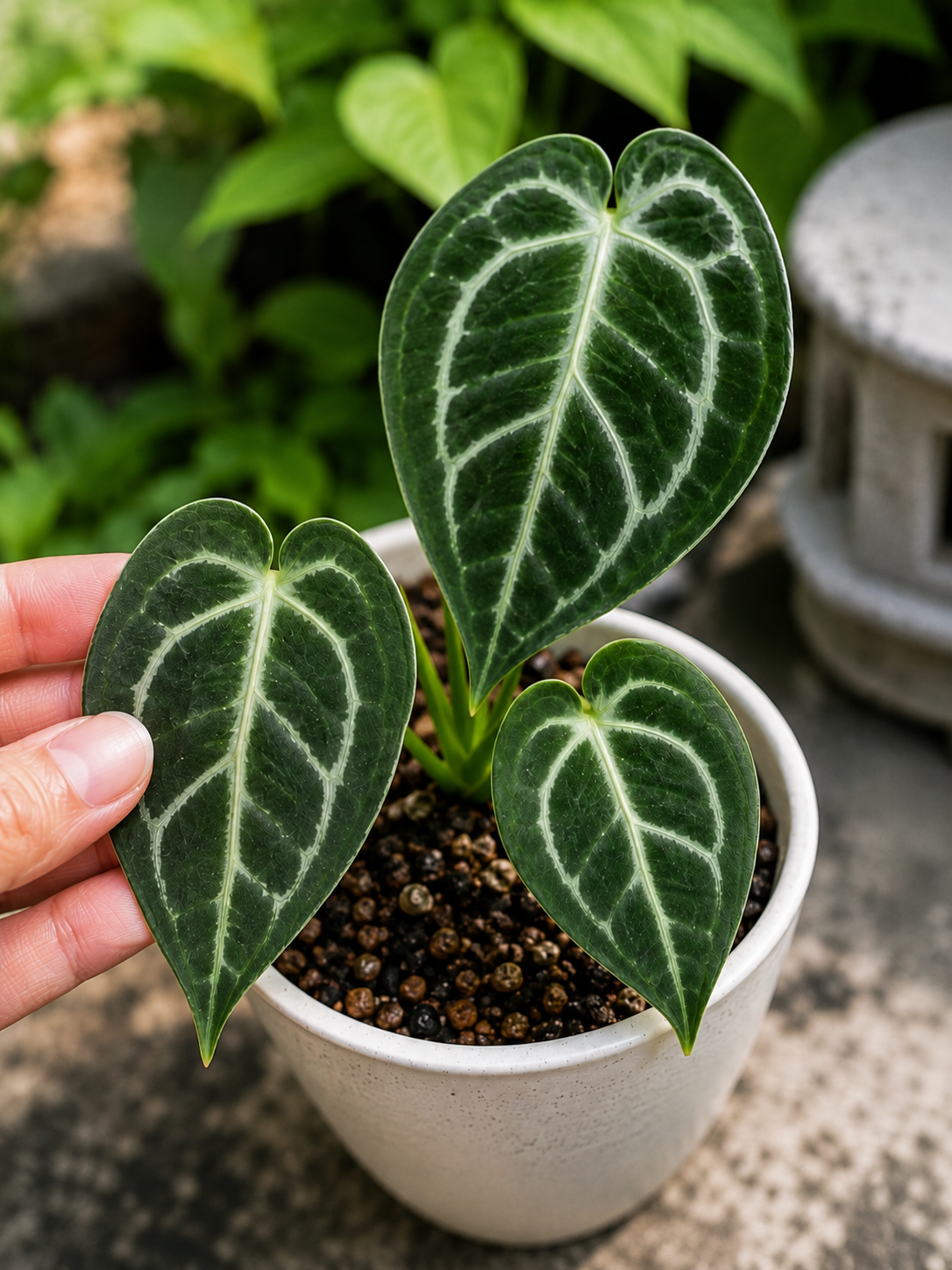 Anthurium Michelle Self