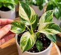 Philodendron Paraiso Verde