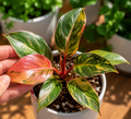 Philodendron Ring of Fire
