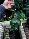 Hoya Sp Aceh Black Octopus — full plant view photographed at partner grower, Indonesia