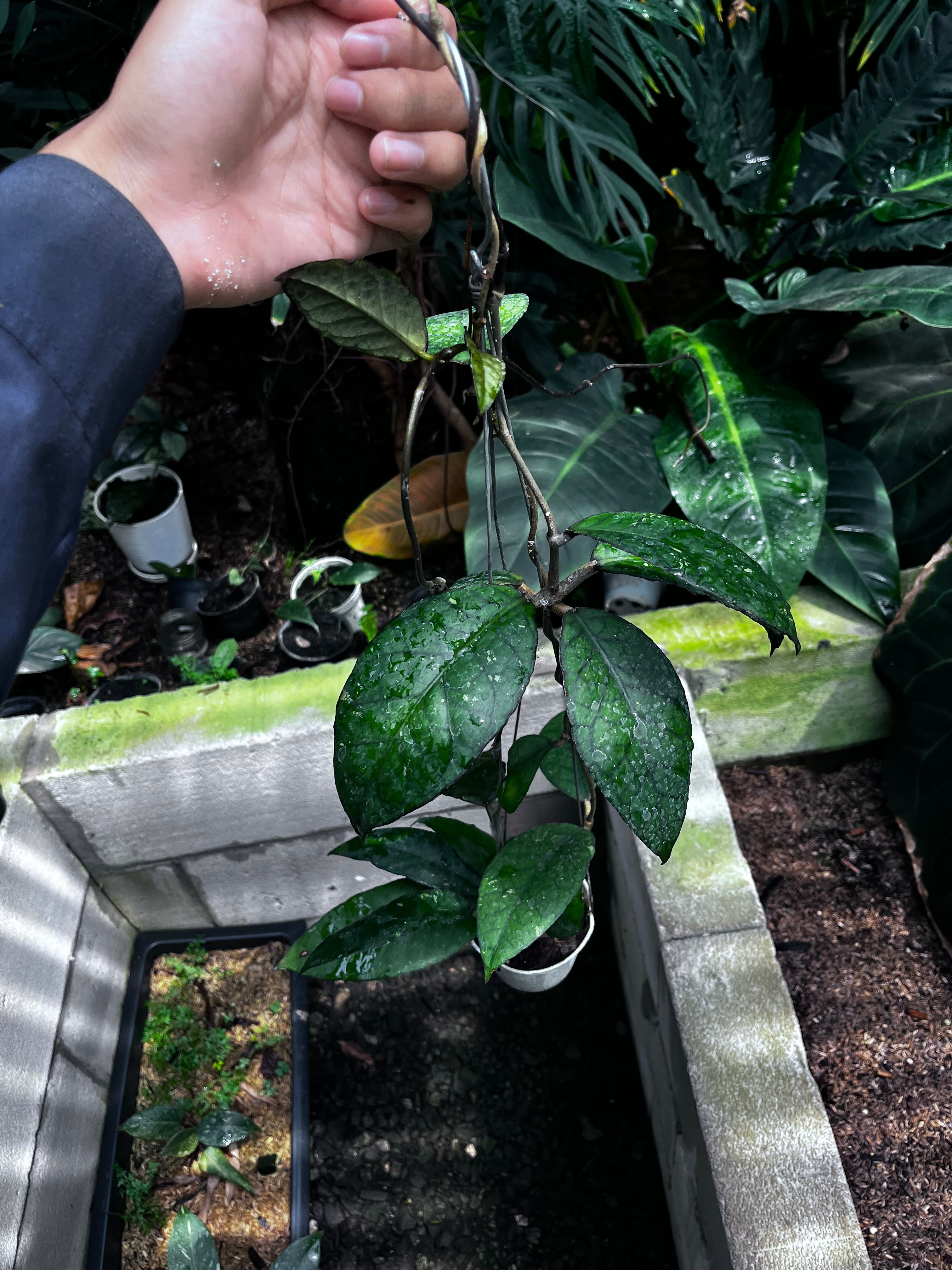 Hoya Sp Aceh Black Octopus — full plant view photographed at partner grower, Indonesia