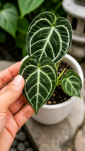 Anthurium Forgetii
