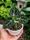 Anthurium King Of Spades