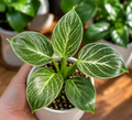 Philodendron Birkin