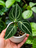 Anthurium Gunayala X Michelle