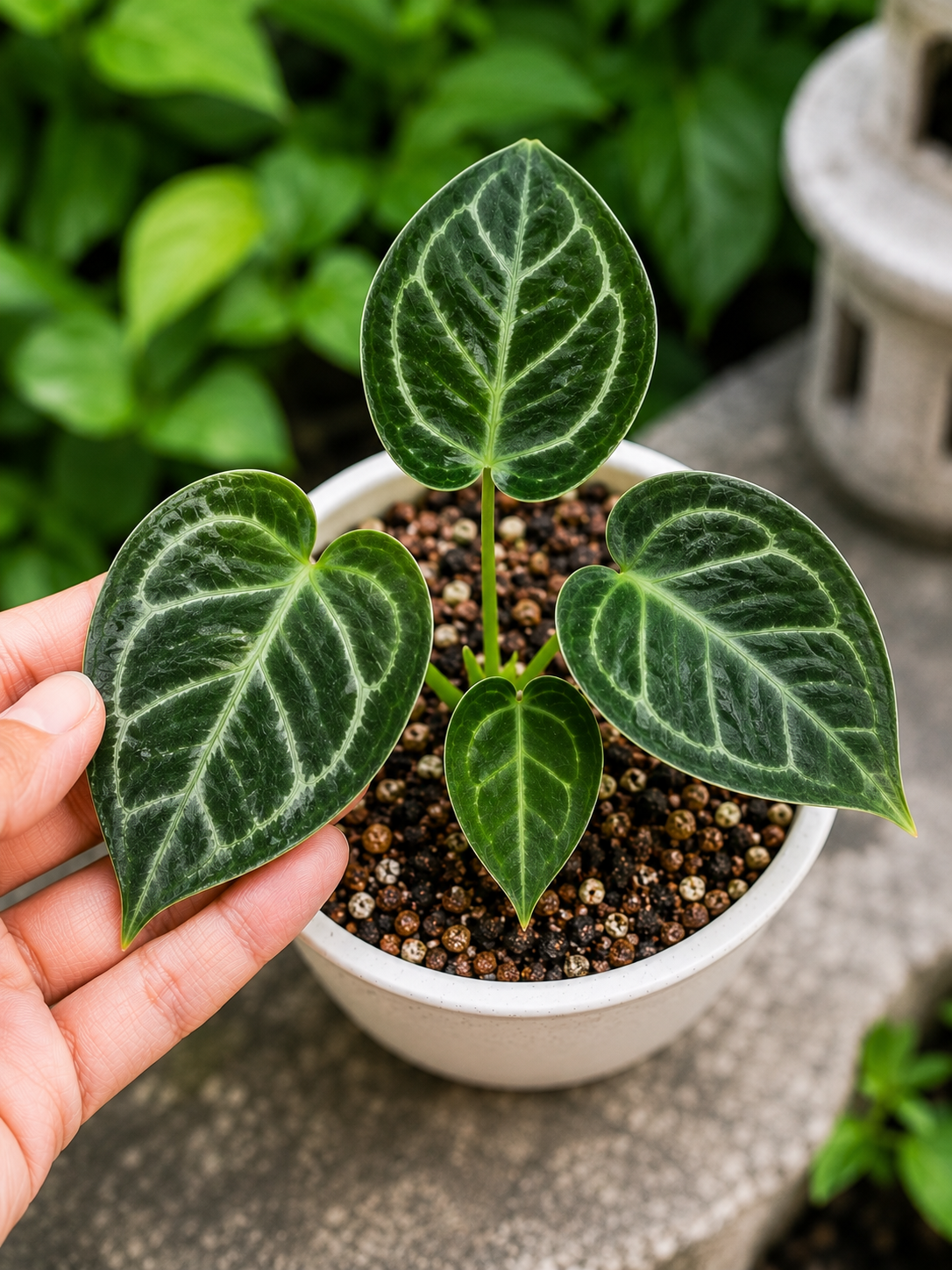 Anthurium Lagogatun X Gunayala