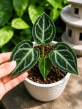 Anthurium Lagogatun X K.O.S