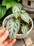 Anthurium Silver Blush