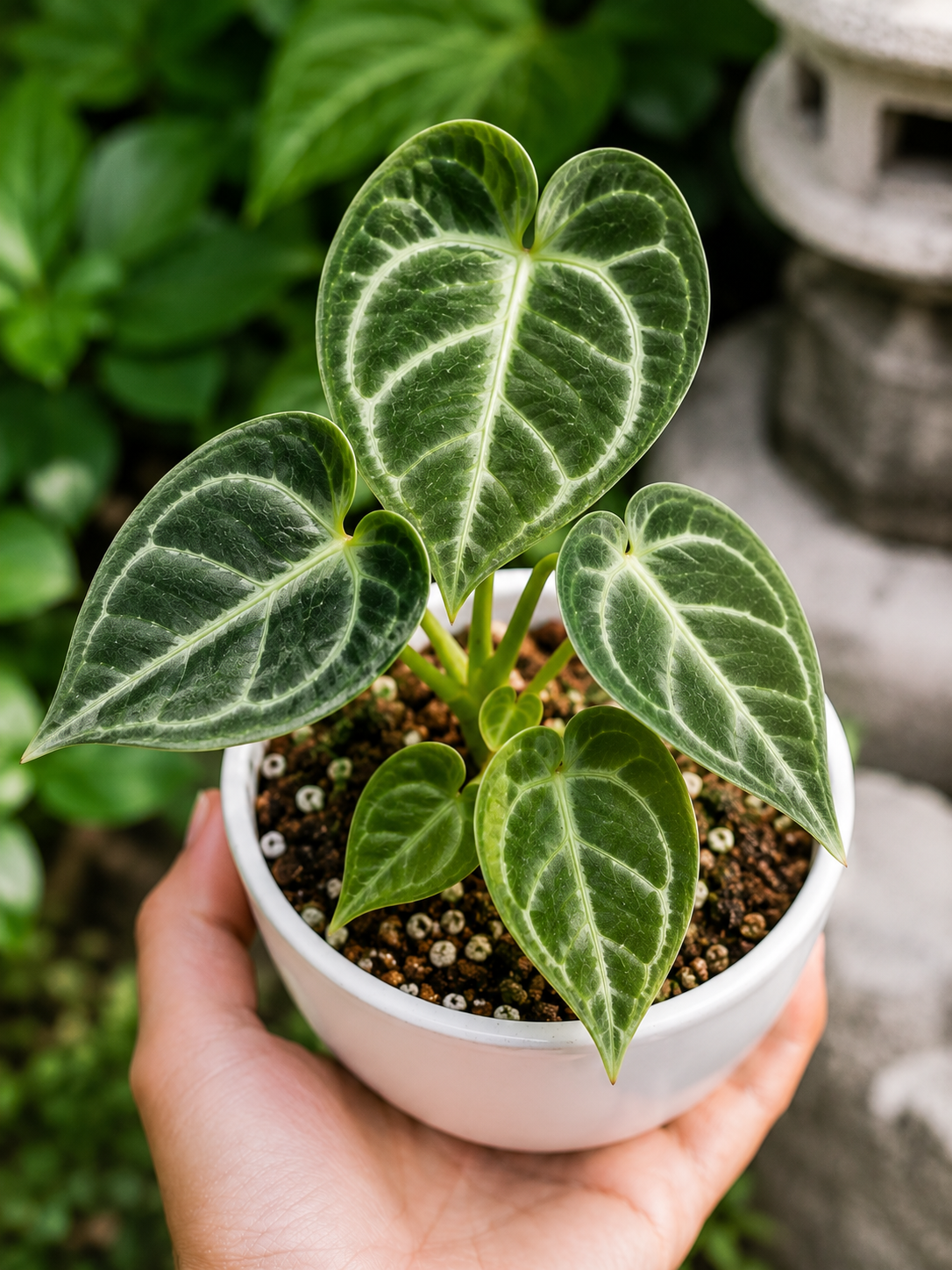 Anthurium Dorayaki X K.O.S