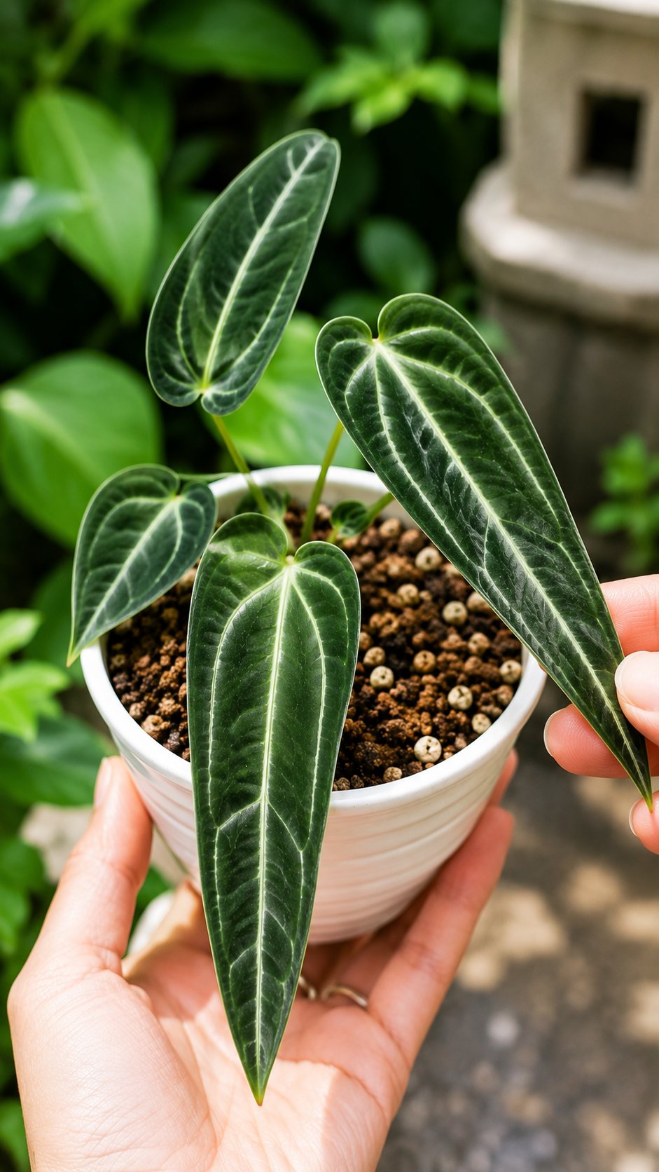 Anthurium Veitchii