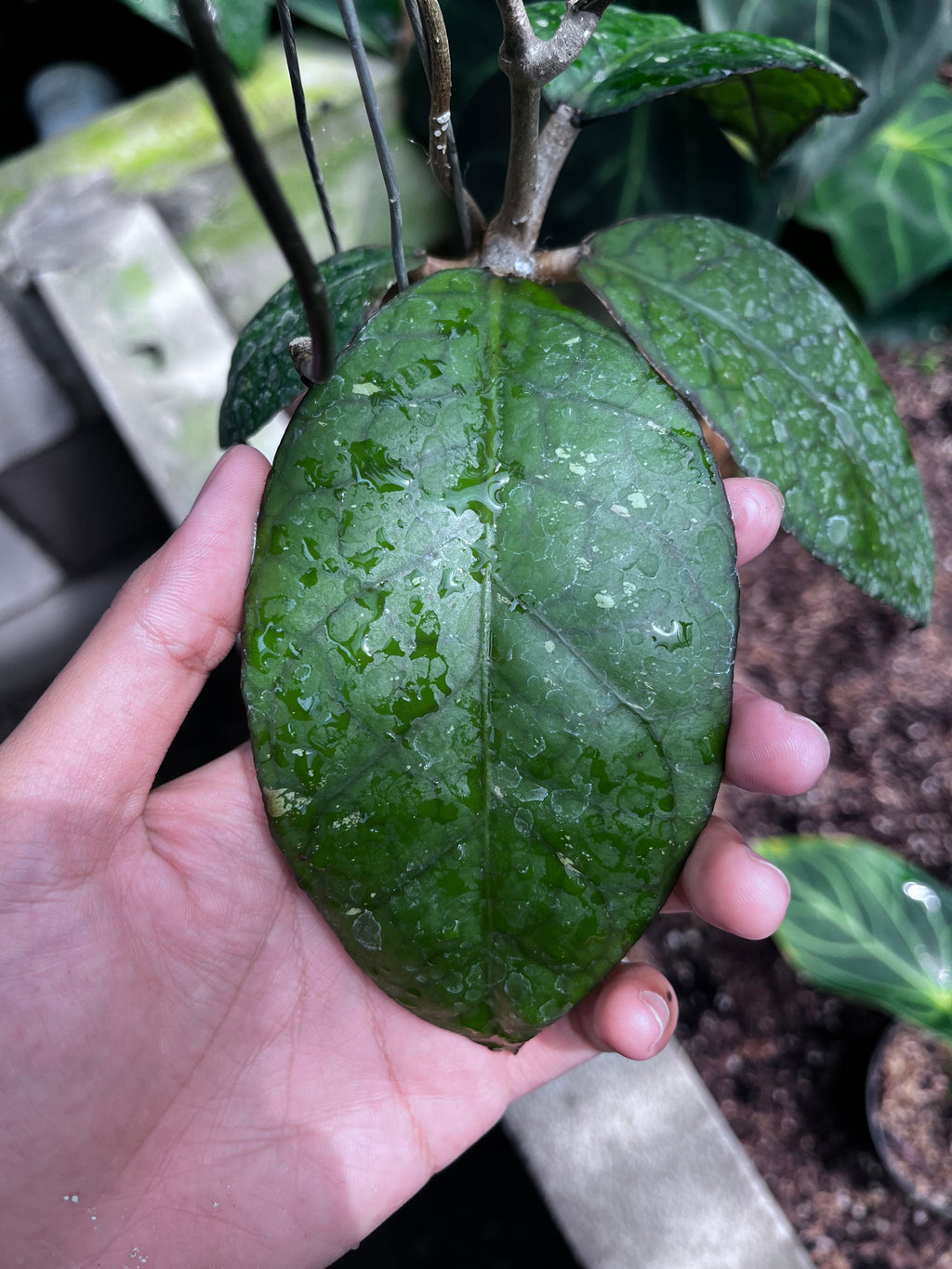 Hoya Sp Aceh Black Octopus — leaf detail photographed at partner grower, Indonesia