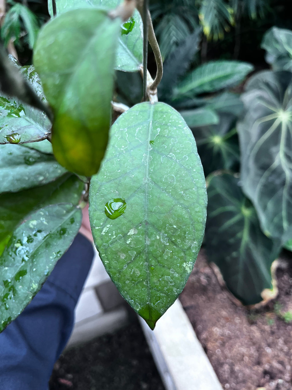 Hoya Sp Aceh Black Octopus — foliage close-up photographed at partner grower, Indonesia