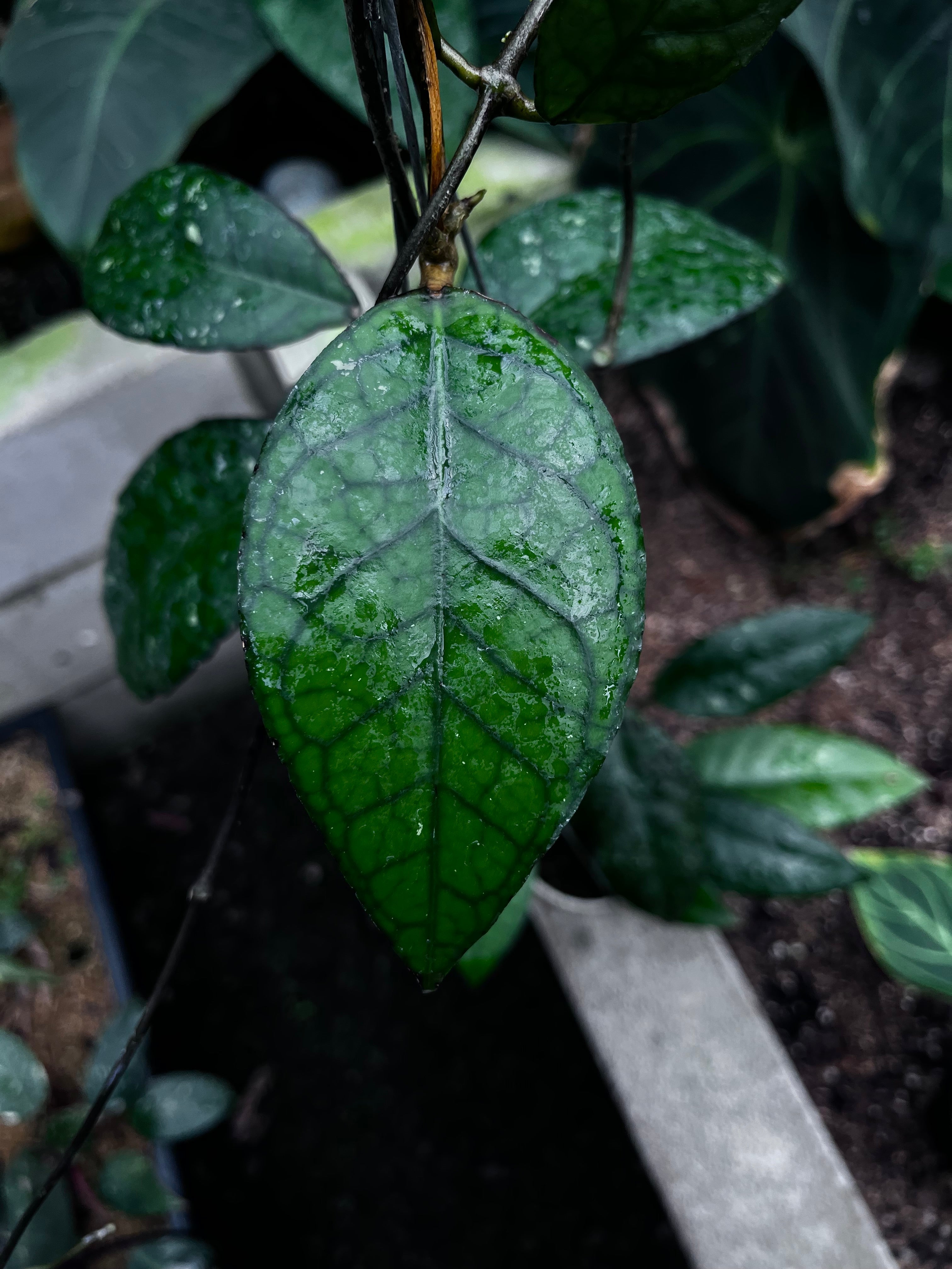Hoya Sp Aceh Black Octopus — growth habit photographed at partner grower, Indonesia