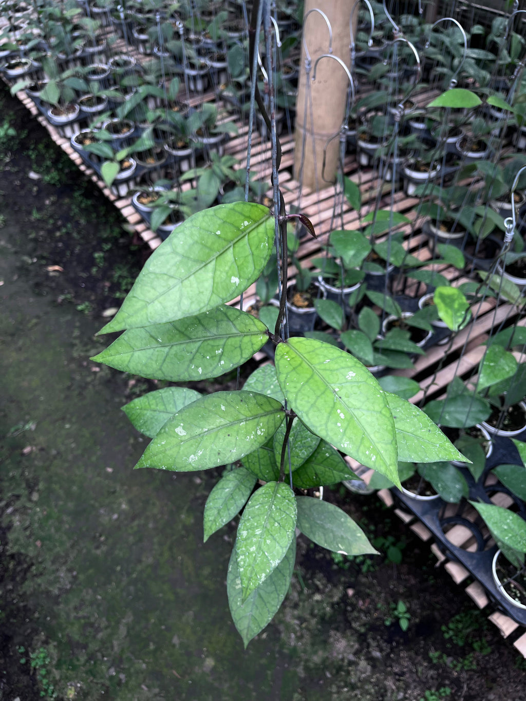 Hoya Aceh Red Bones — full plant view photographed at partner grower, Indonesia