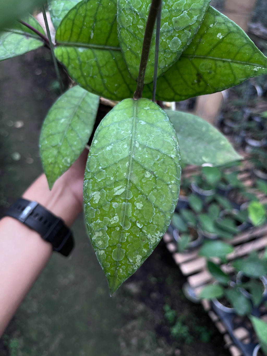Hoya Aceh Red Bones — leaf detail photographed at partner grower, Indonesia