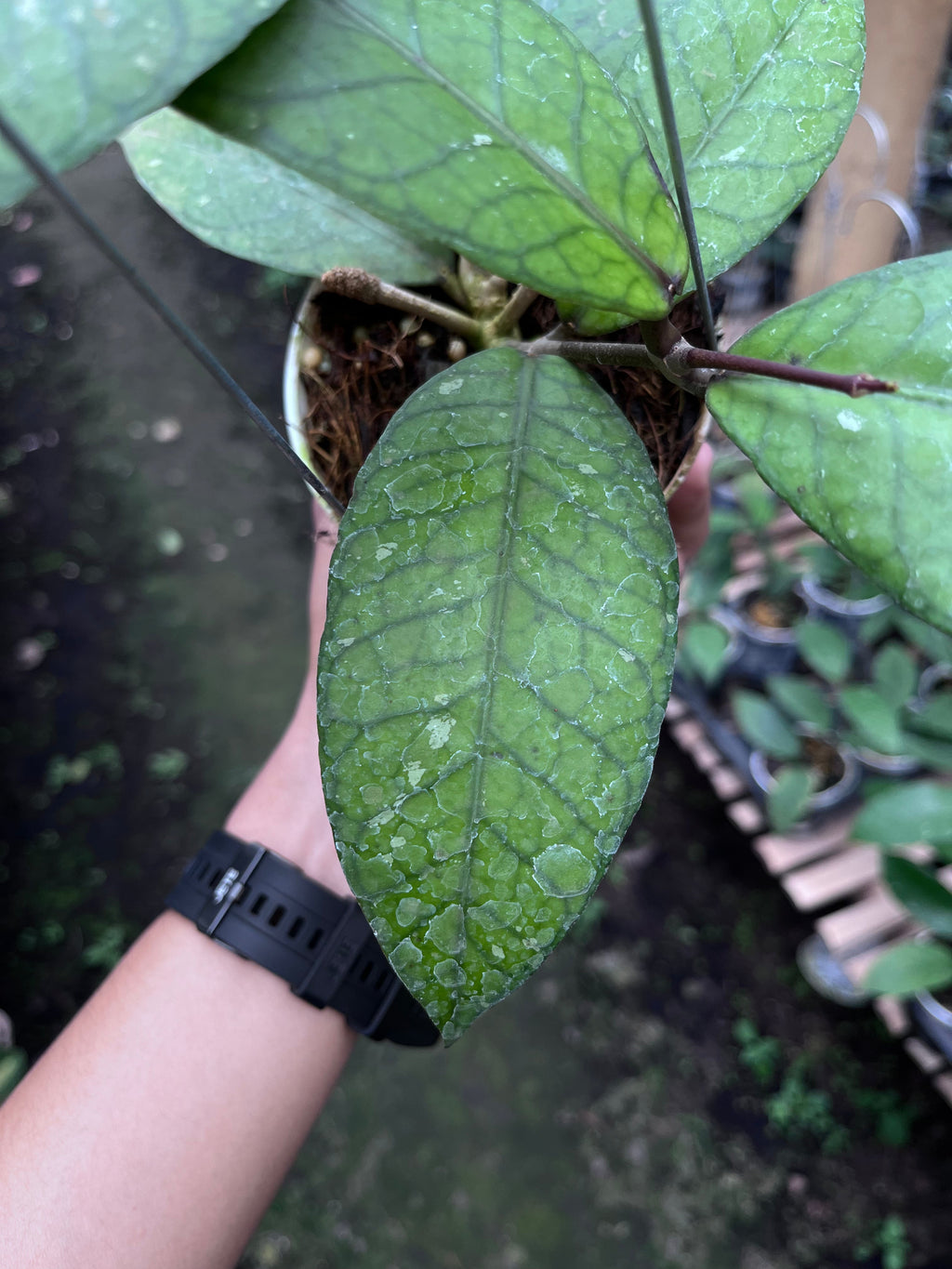 Hoya Aceh Red Bones — growth habit photographed at partner grower, Indonesia