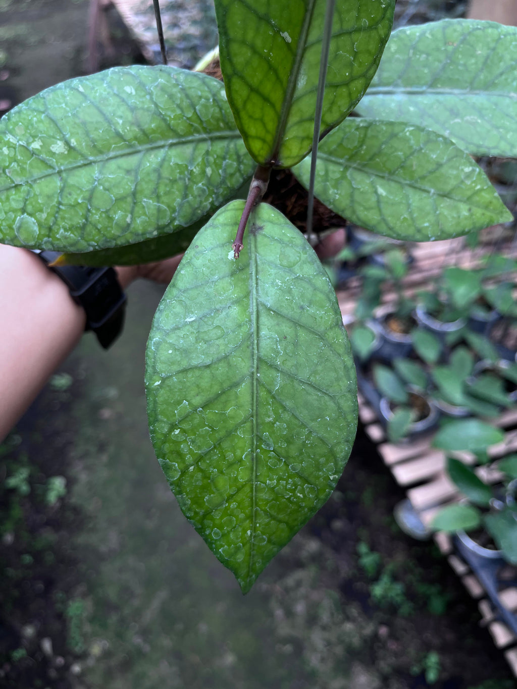 Hoya Aceh Red Bones — red stem detail photographed at partner grower, Indonesia