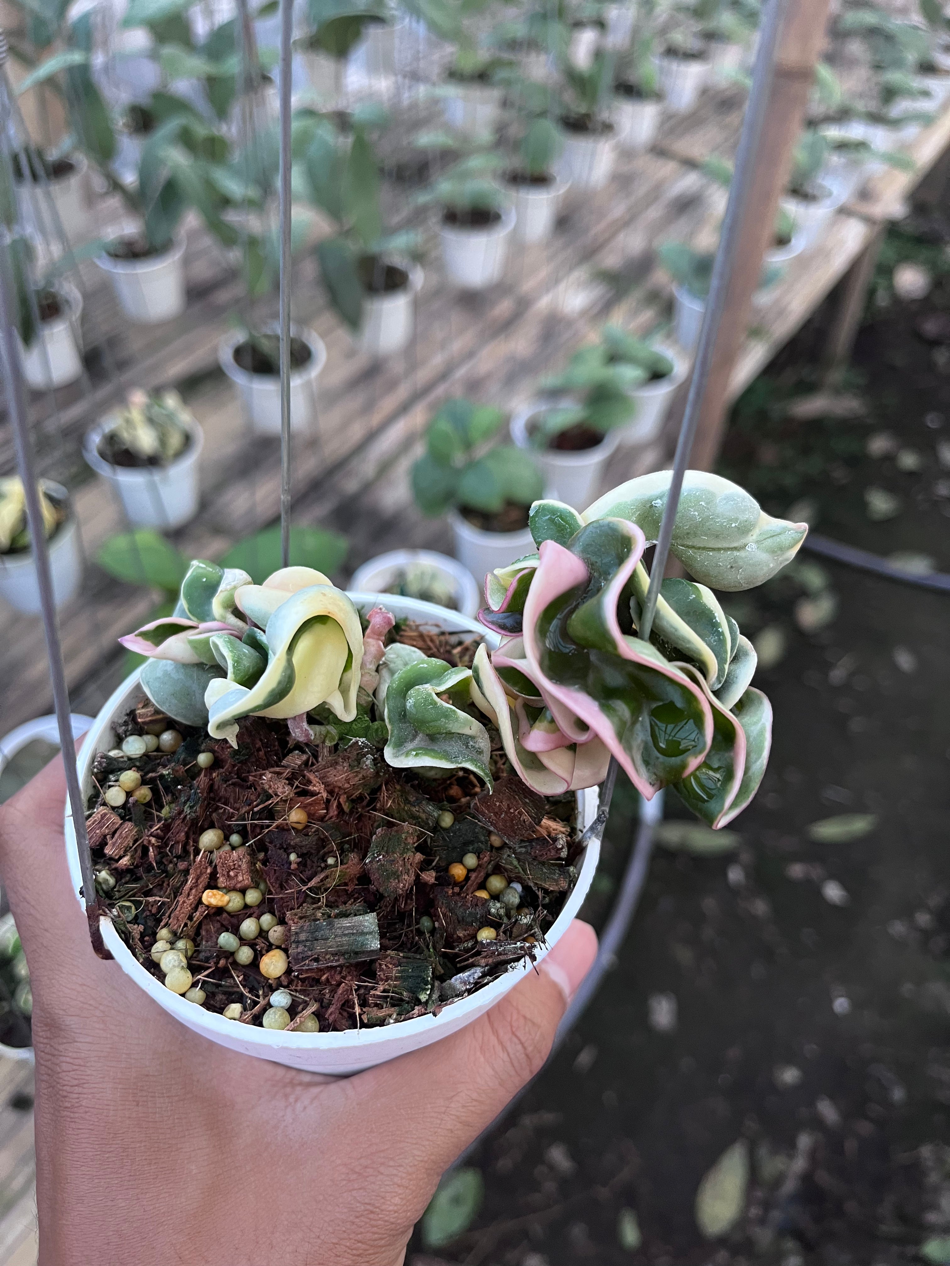 Hoya Compacta Regalis — full plant view photographed at partner grower, Indonesia