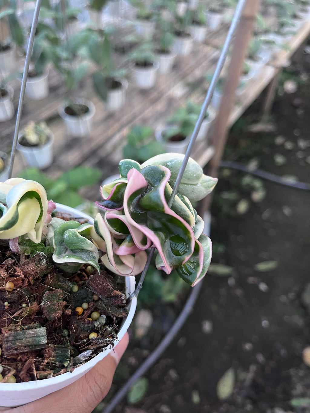 Hoya Compacta Regalis — curled leaf detail photographed at partner grower, Indonesia