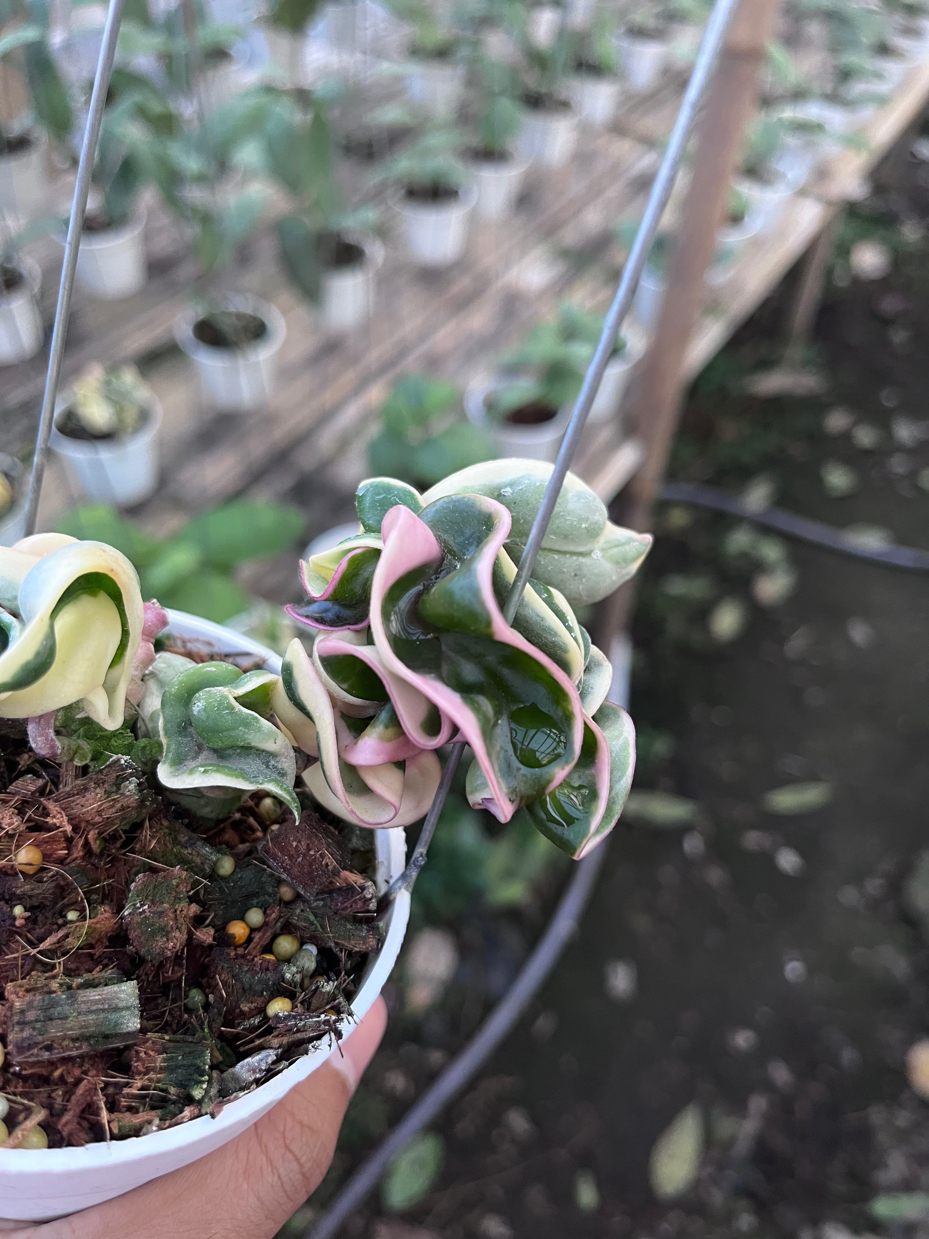 Hoya Compacta Regalis — curled leaf detail photographed at partner grower, Indonesia