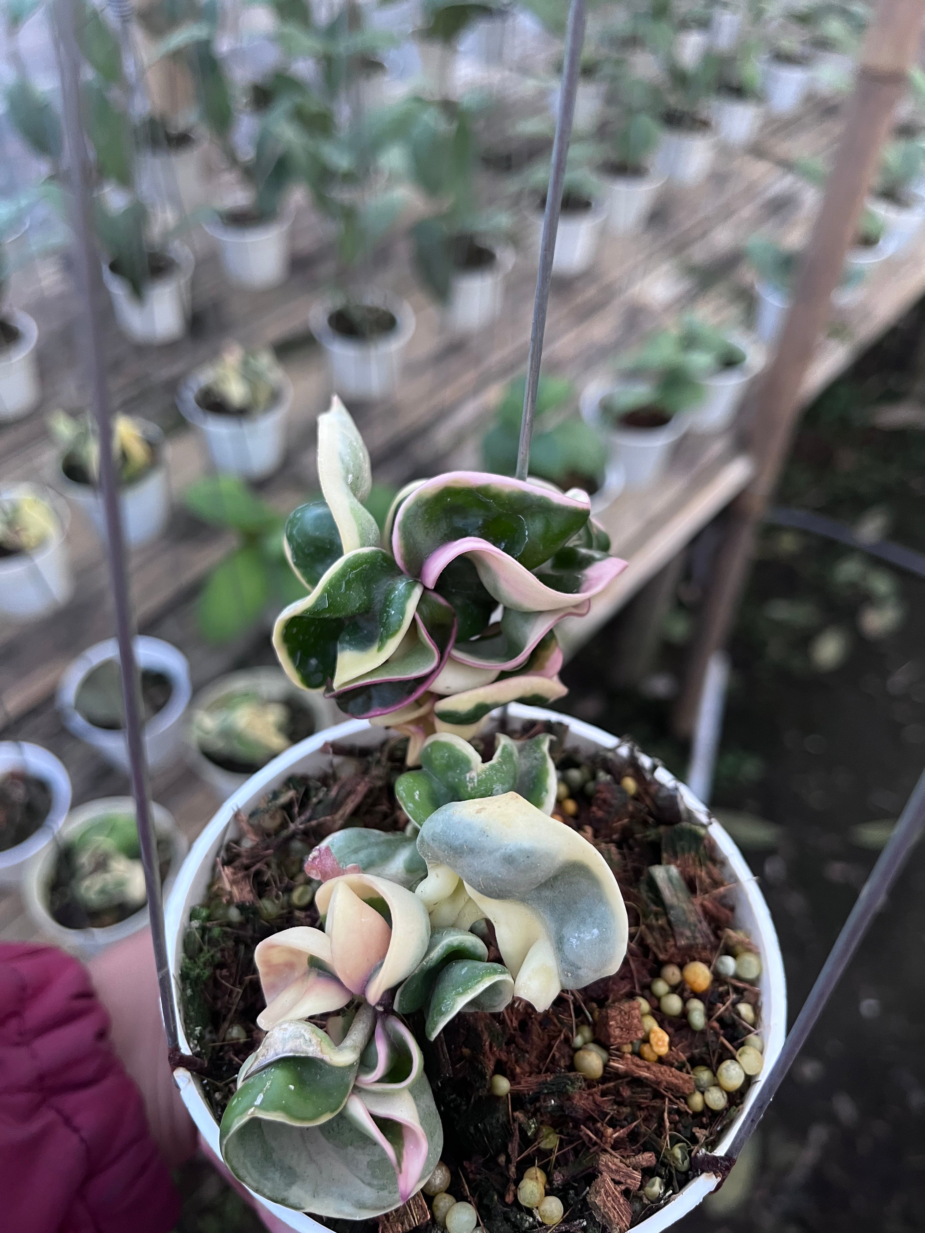 Hoya Compacta Regalis — growth habit photographed at partner grower, Indonesia