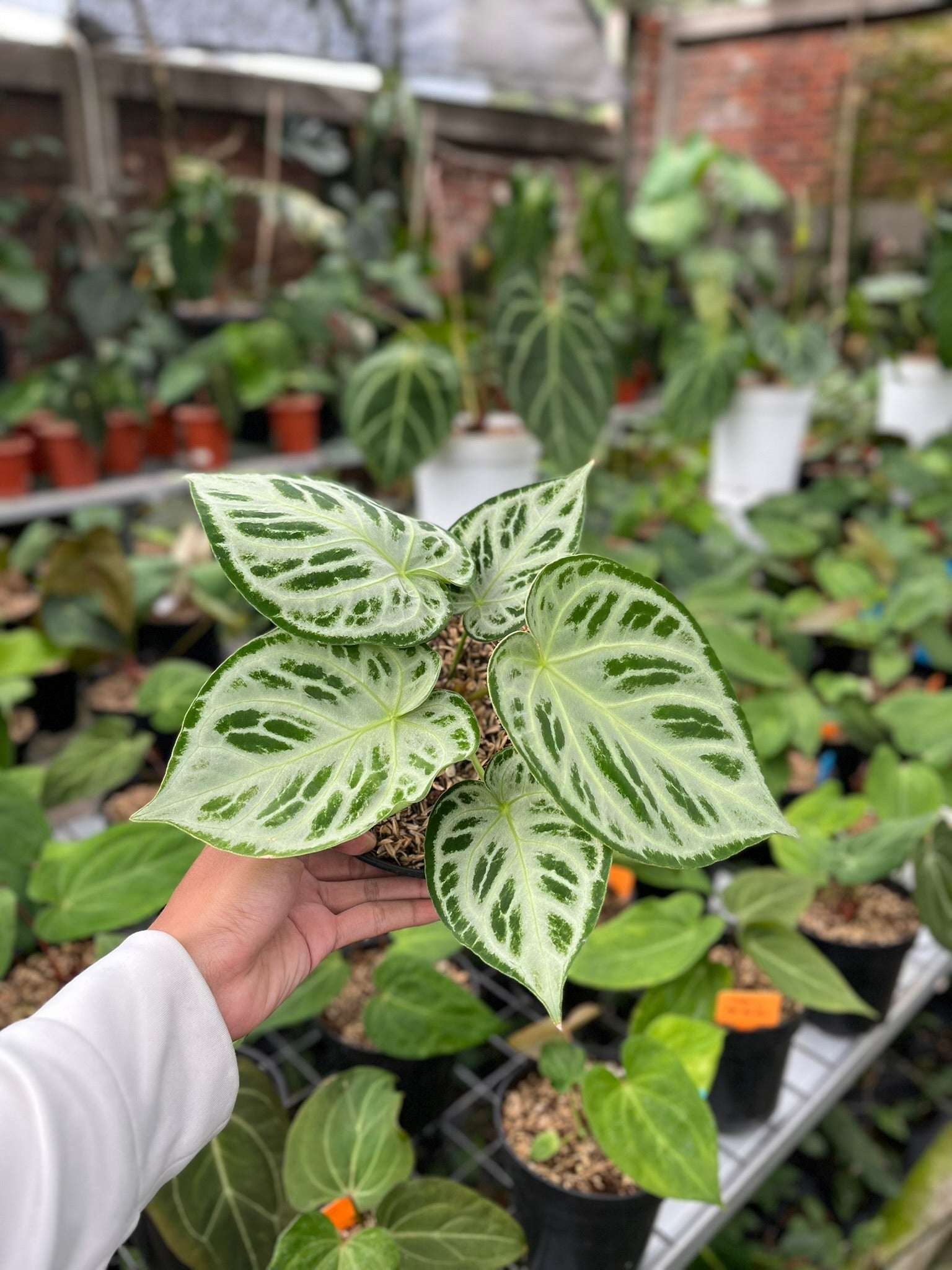 Anthurium Silver Tiger — rare velvet aroid from Indonesia