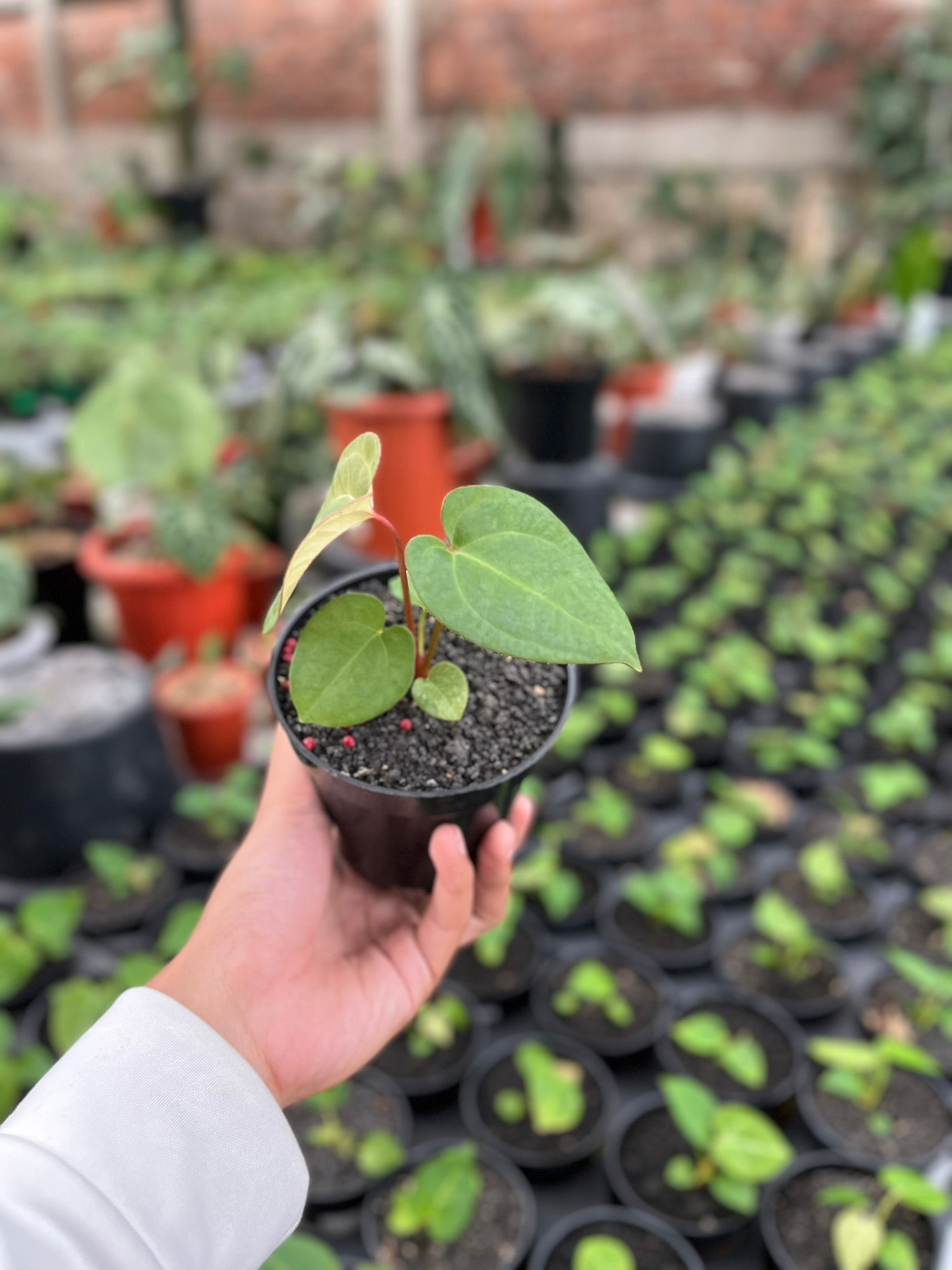 Anthurium Pink Lemonade new growth