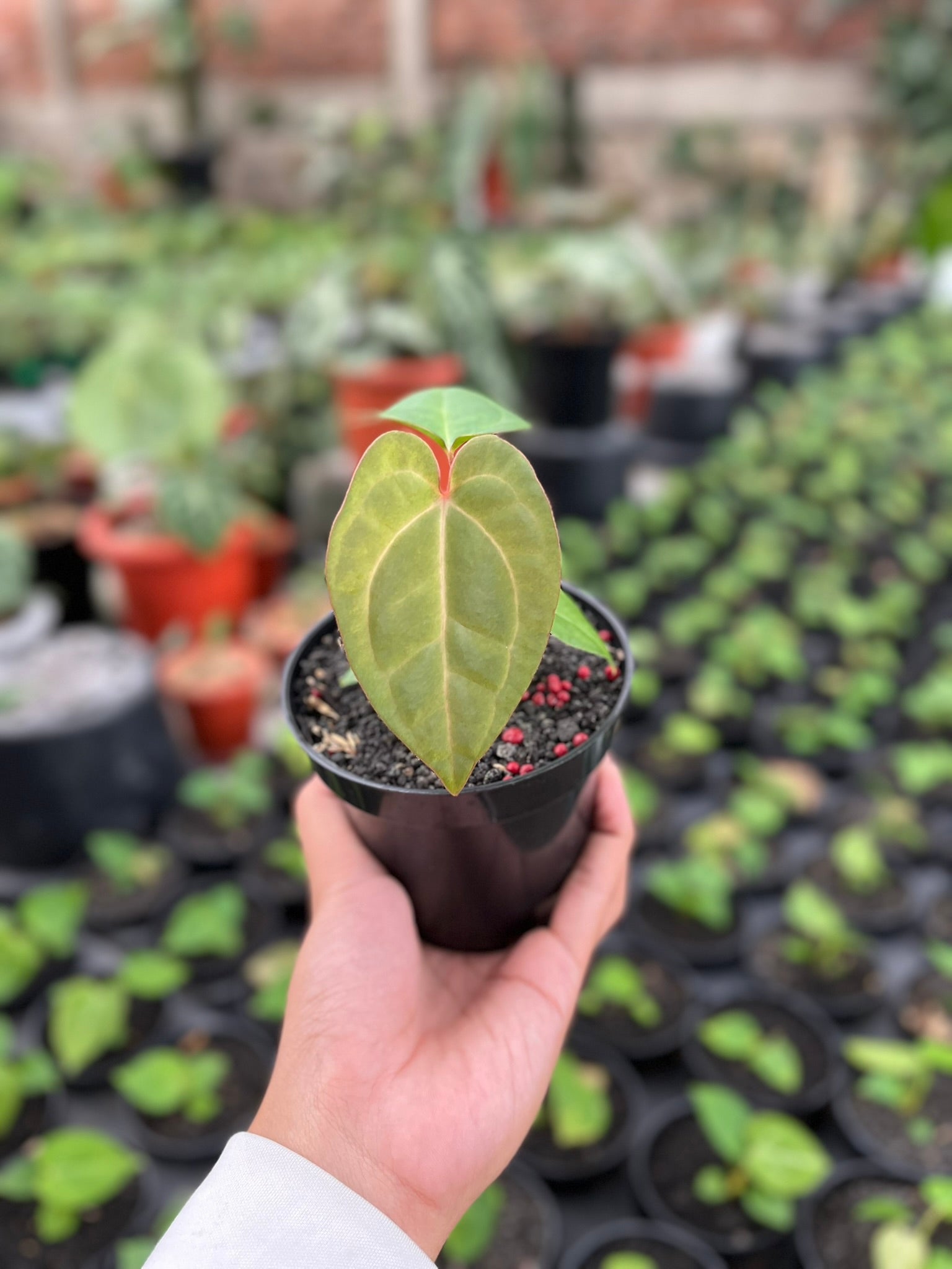 Anthurium Pink Lemonade leaf texture