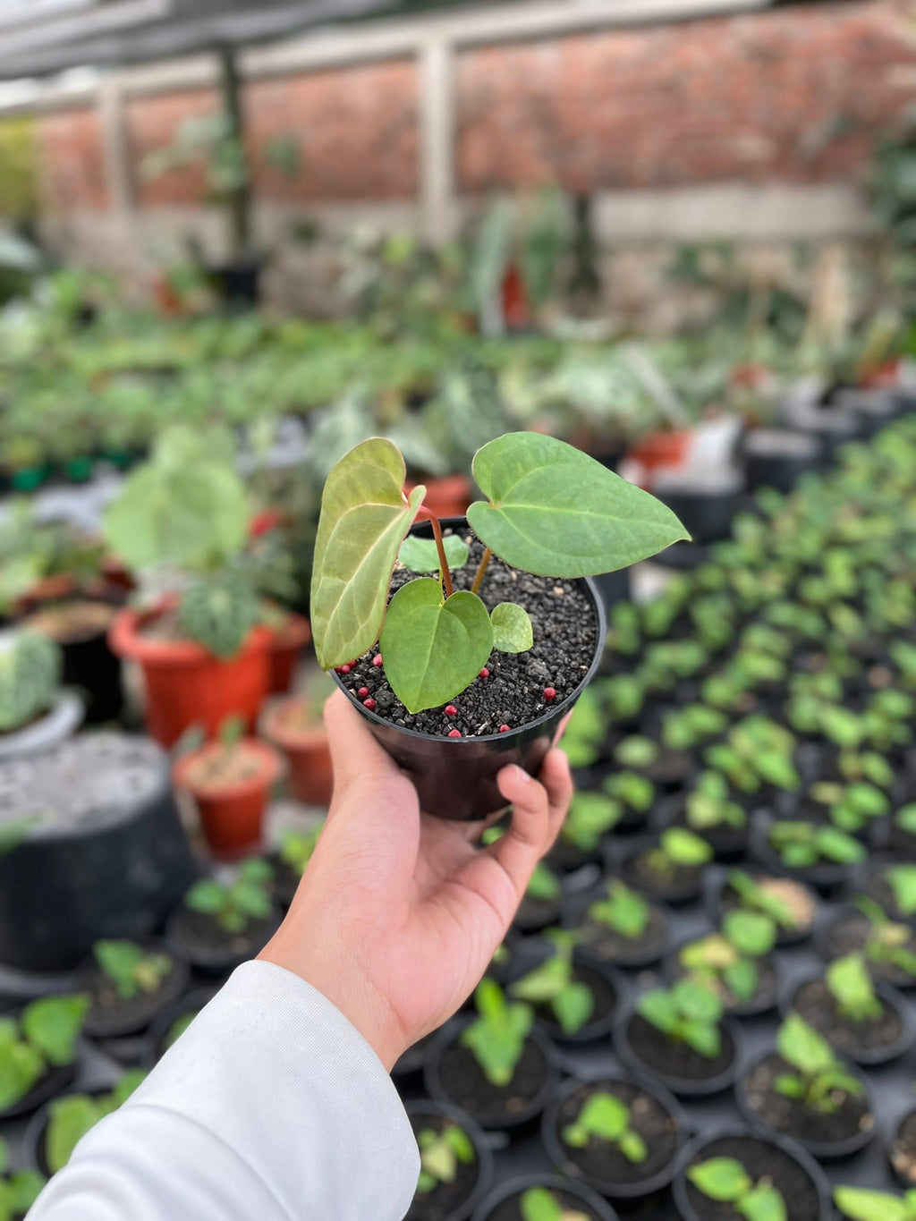Anthurium Pink Lemonade full plant