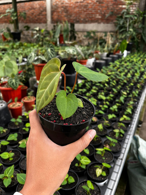 Anthurium Pink Lemonade - pink blushed hybrid