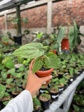 Anthurium Pappi Legend × Luxurians hybrid — extreme corrugated velvet leaves | Vanosha Plants