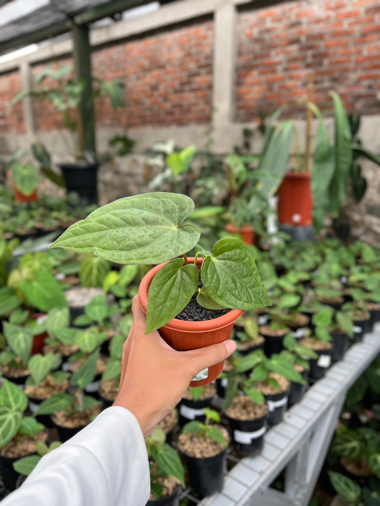 Anthurium Pappi Legend × Luxurians hybrid — extreme corrugated velvet leaves | Vanosha Plants