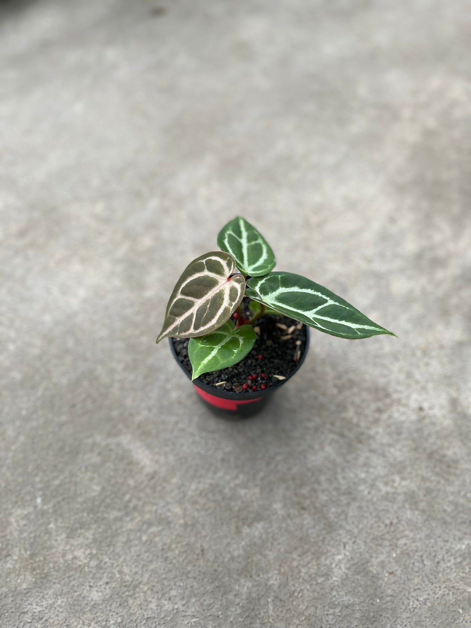 Anthurium Dorayaki × King of Spades hybrid — corrugated dark velvet KOS collector cross | Vanosha Plants