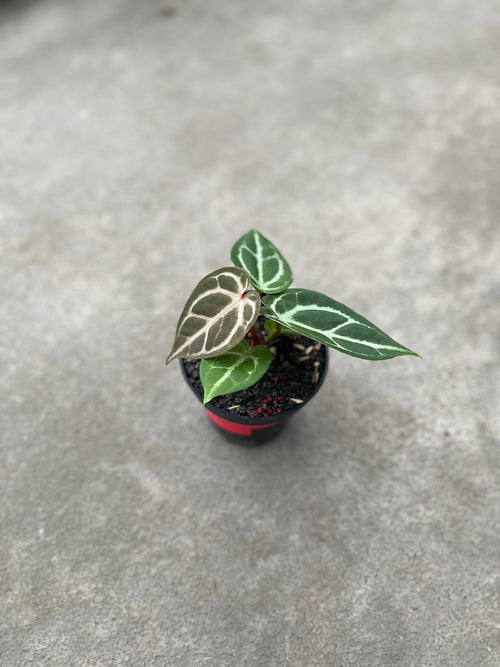 Anthurium Dorayaki X KOS hybrid — rare collector plant