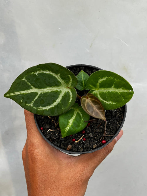 Anthurium Dorayaki X Luxurians hybrid — rare collector plant