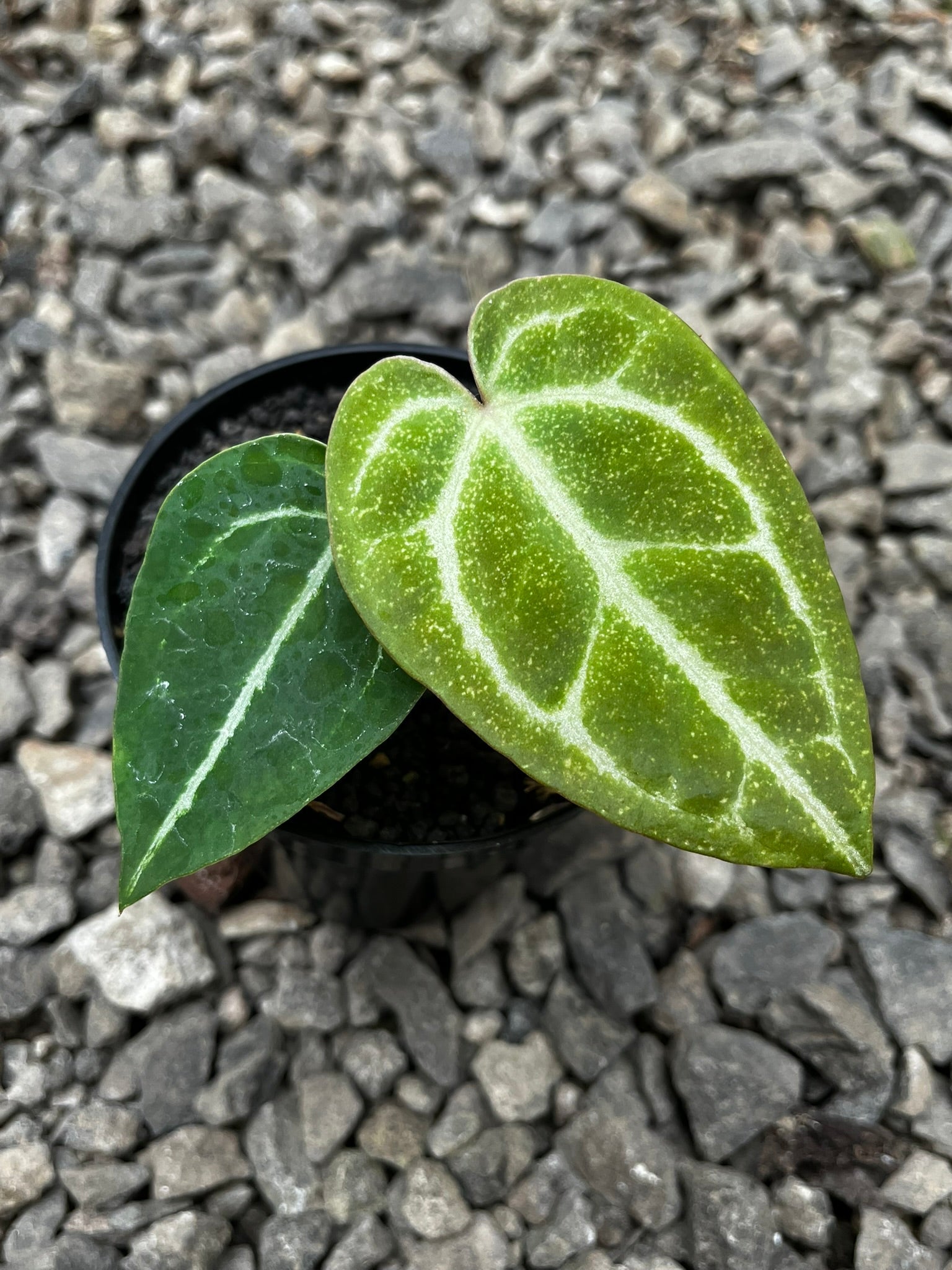 Anthurium Gunayala × Michelle hybrid — dark velvet Colombian-Indonesian collector cross | Vanosha Plants