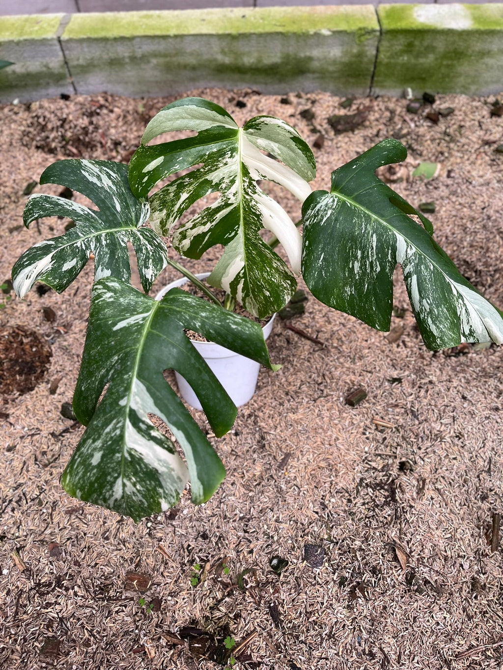 Monstera Variegated WYSIWYG bare-root
