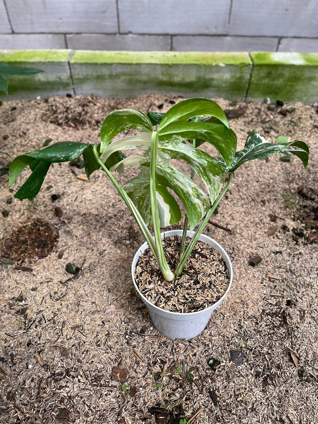 Monstera Variegated leaf pattern