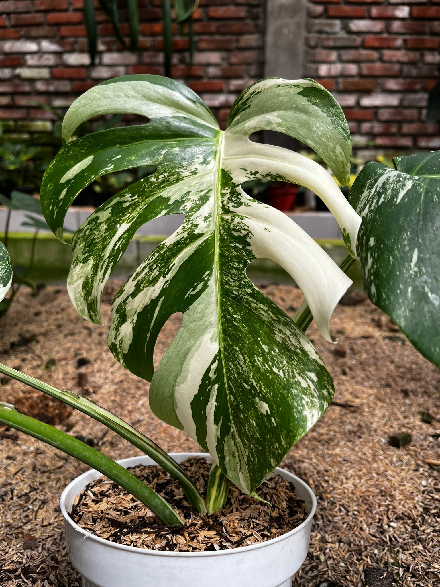 Monstera Variegated side view