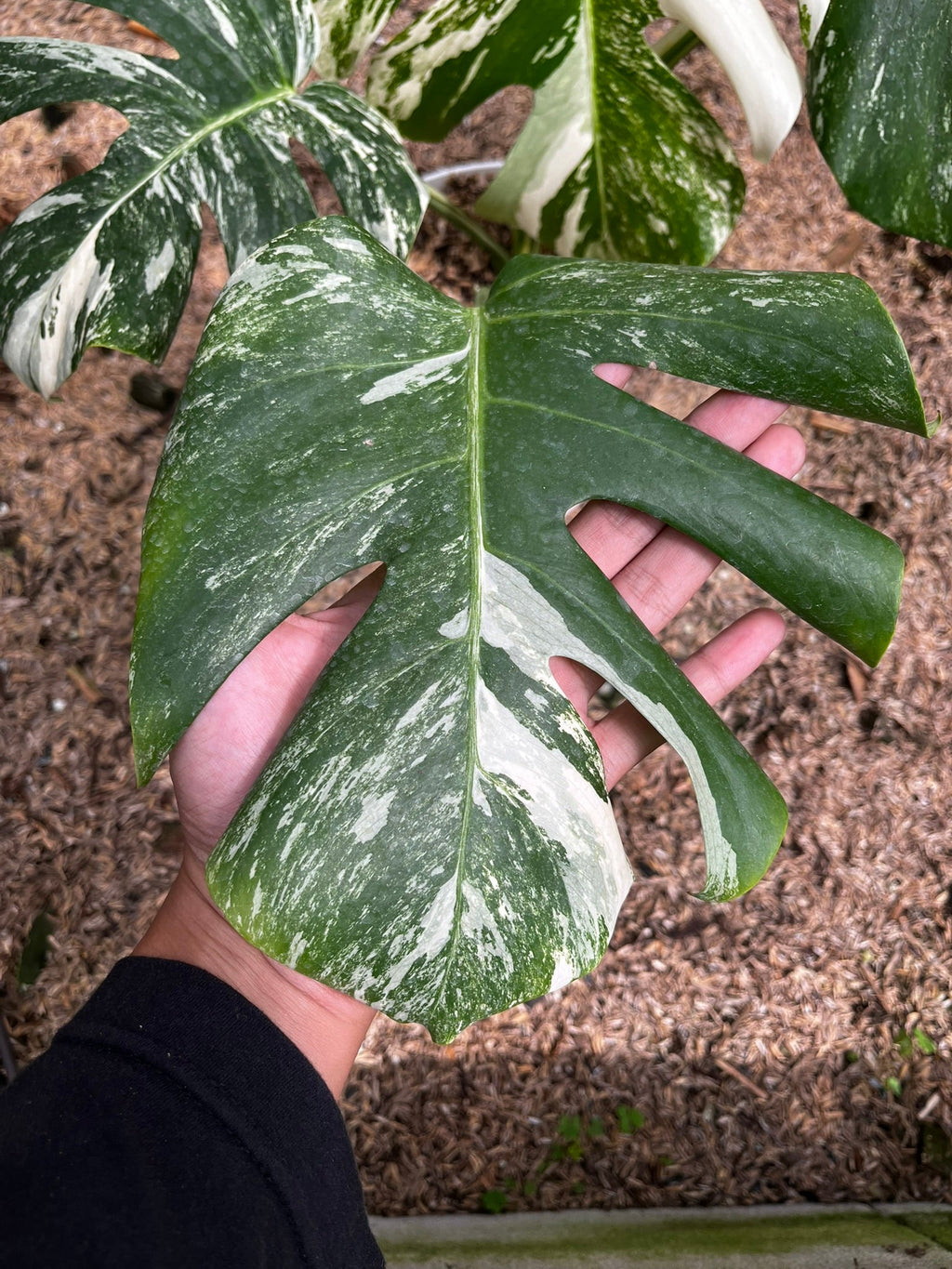 Monstera Variegated full plant