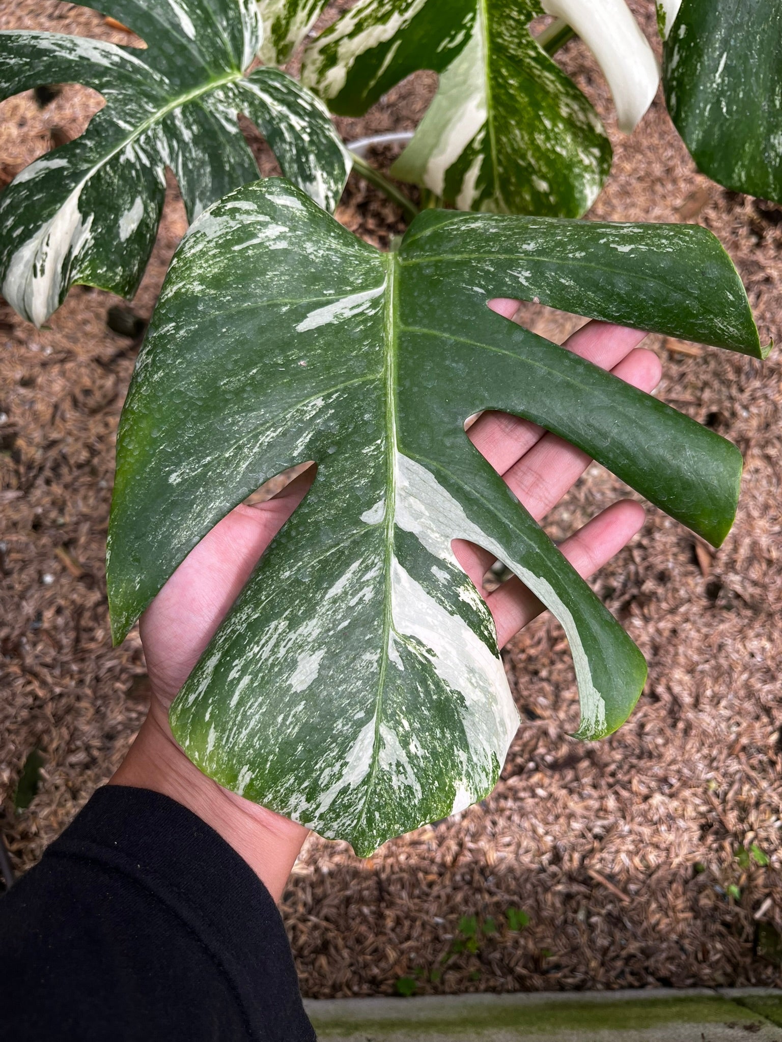 Monstera Variegated full plant
