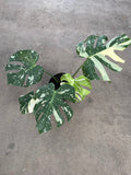 Monstera Thai Constellation bare-root WYSIWYG